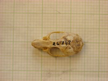 Media type: image; Mammalogy 26348